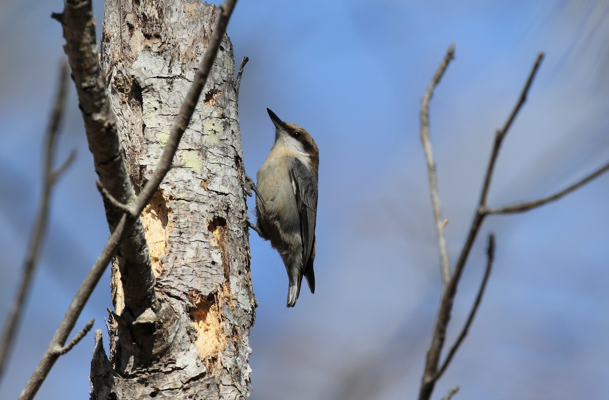 Brown-headed Nuthatch - ML521457121