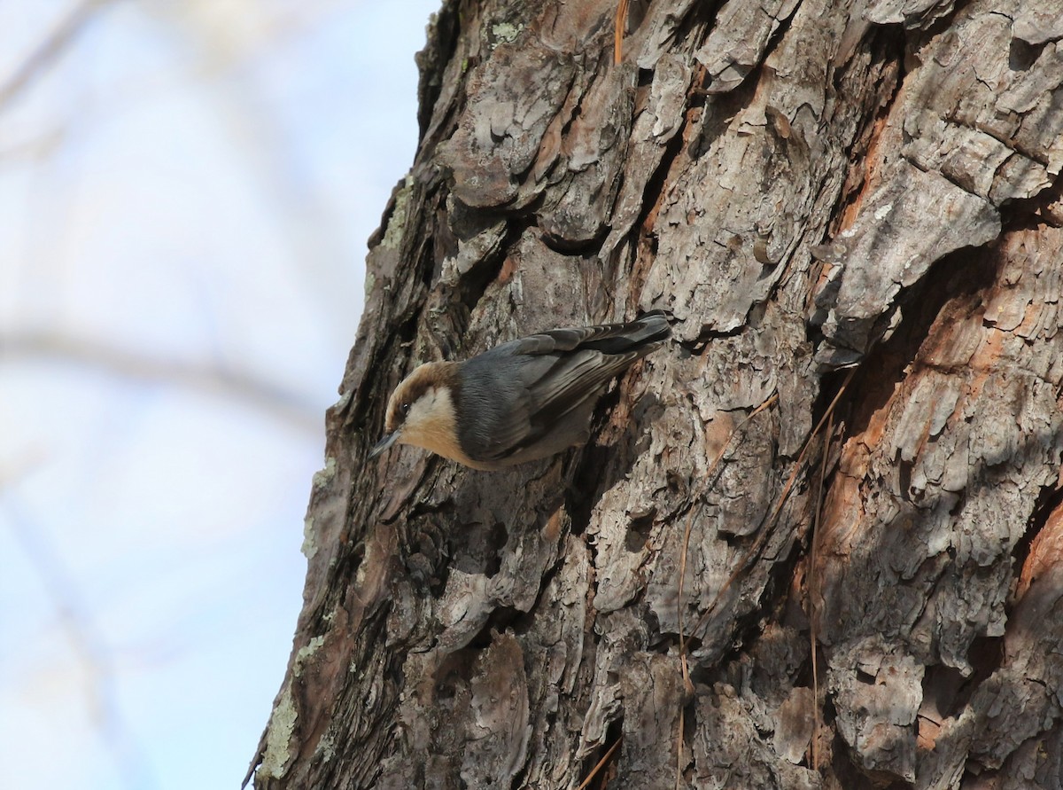 Brown-headed Nuthatch - ML521457161
