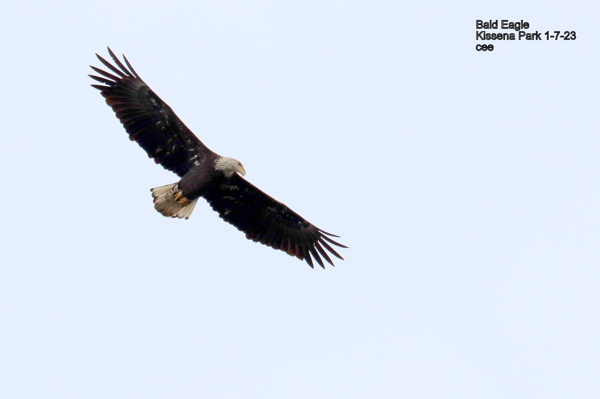 Bald Eagle - ML521457481