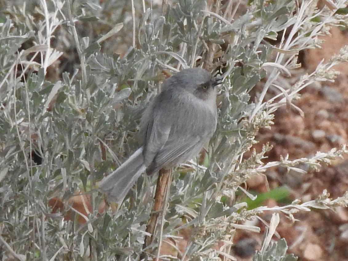 Bushtit (Interior) - ML521457681