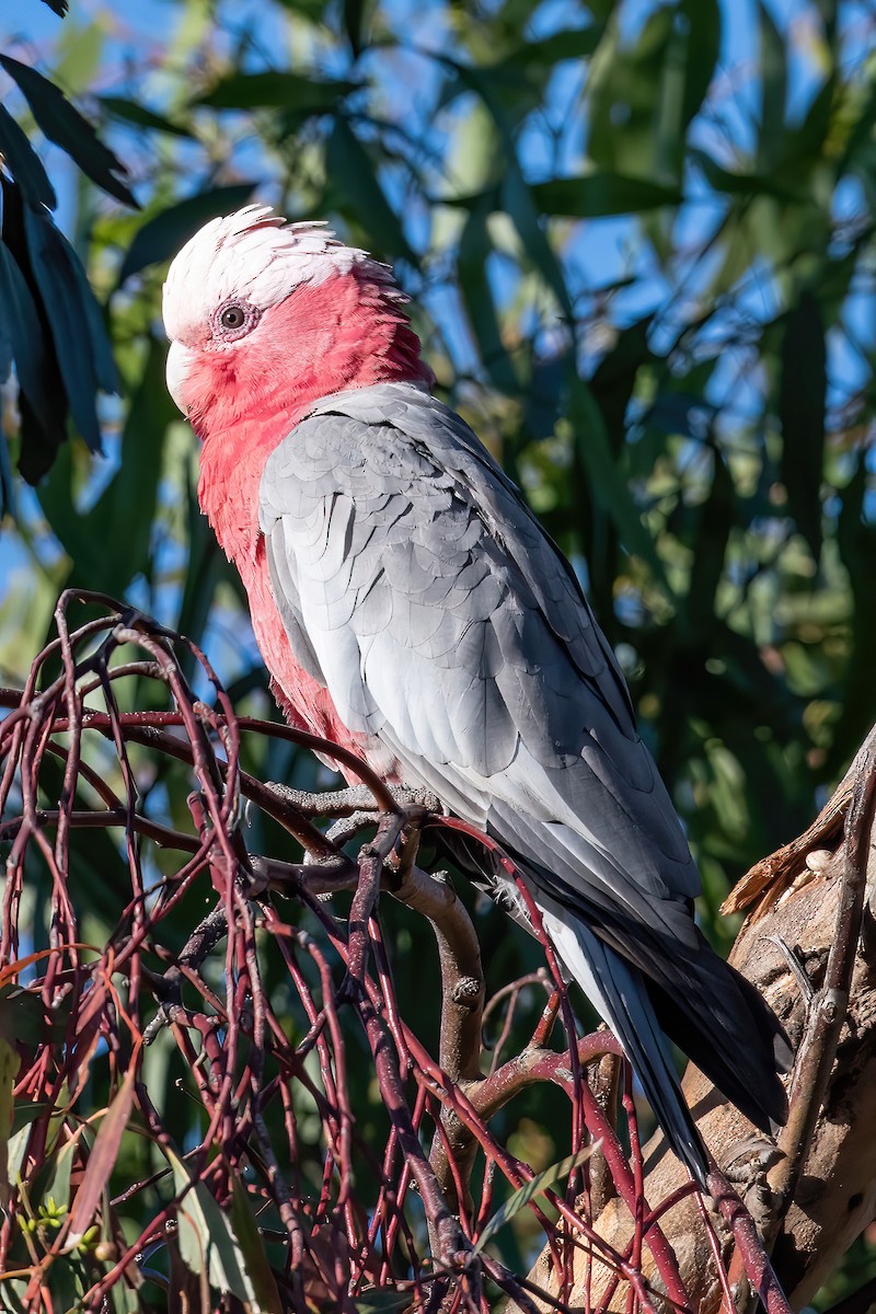 モモイロインコ - ML521457701