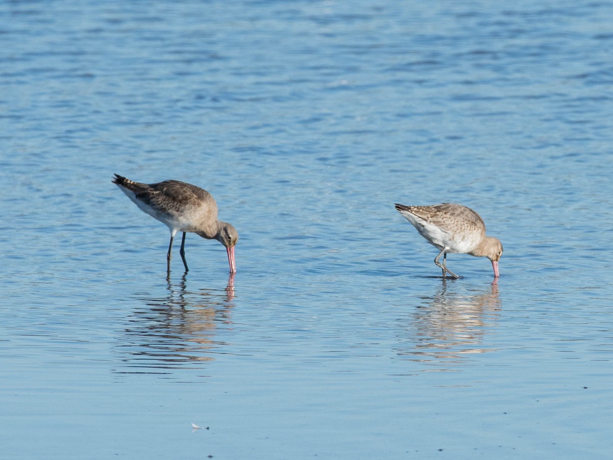 Bar-tailed Godwit - ML521457721