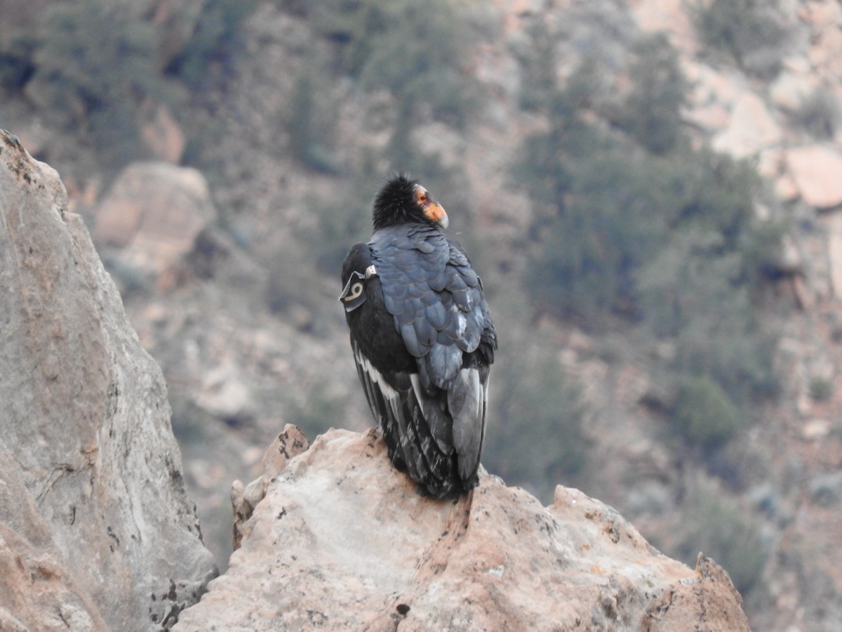 California Condor - ML521457801