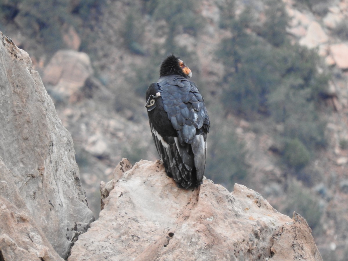 California Condor - ML521457871