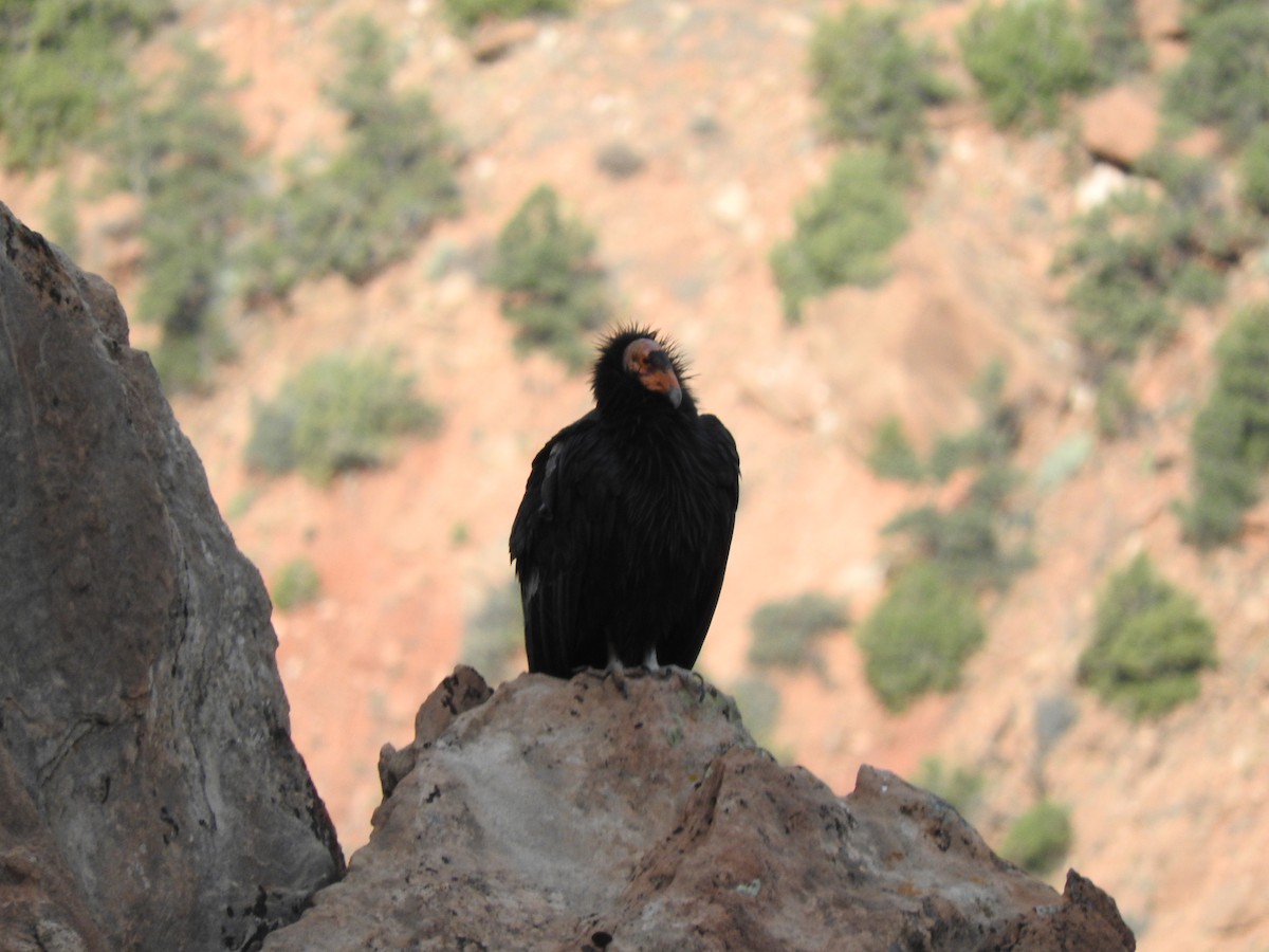 California Condor - ML521457891