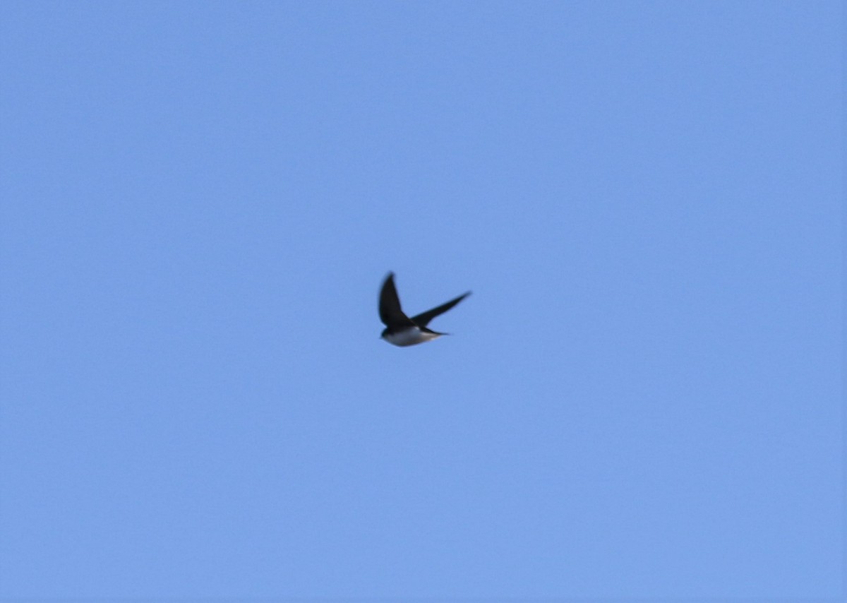 Golondrina Bicolor - ML521458221