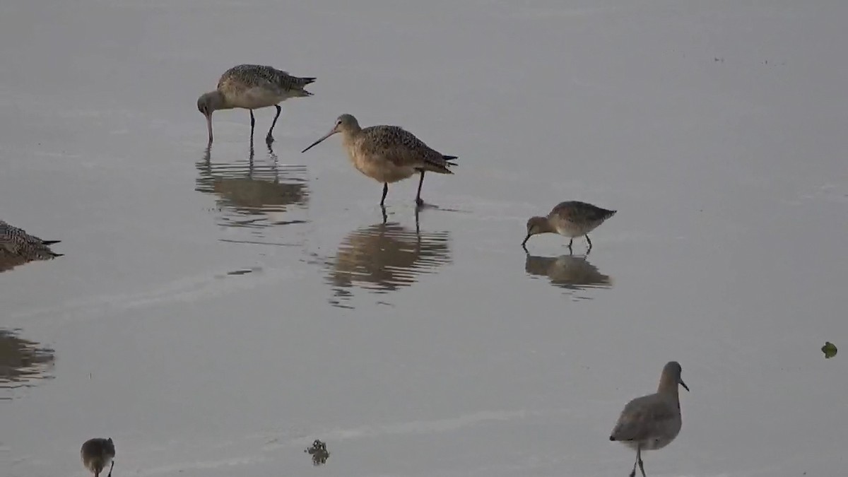 Marbled Godwit - ML521458861