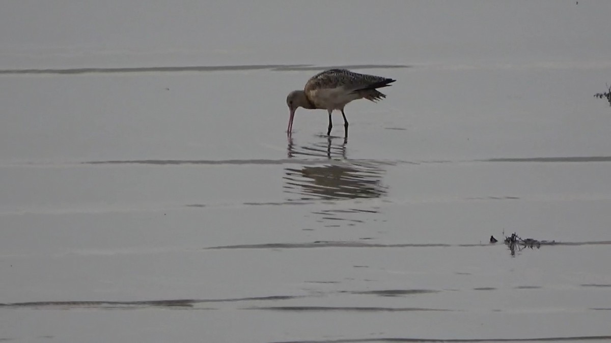 Marbled Godwit - ML521458871