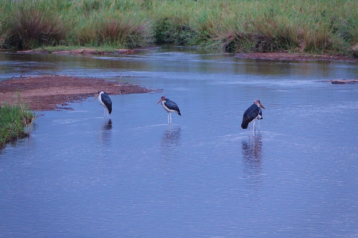 Marabou Stork - Terence Alexander