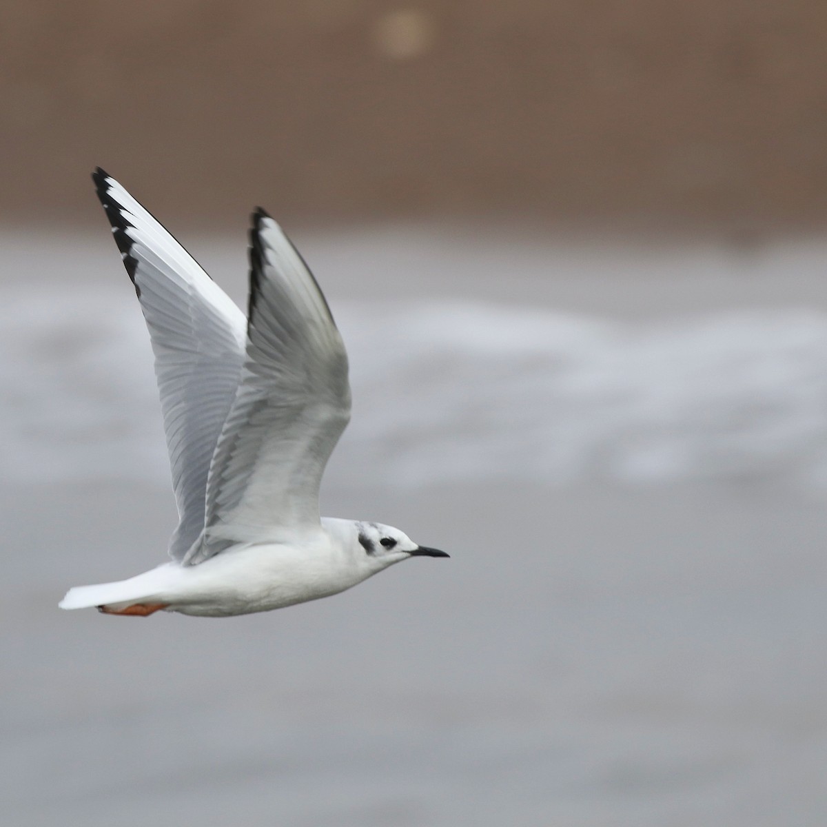 Bonaparte's Gull - ML521460431