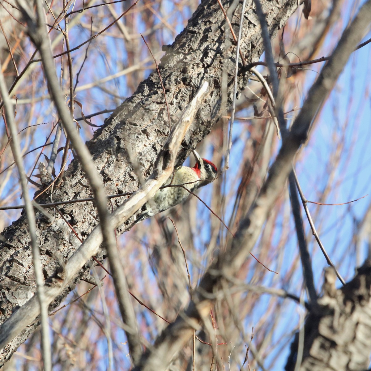 Red-naped Sapsucker - Oliver Kew