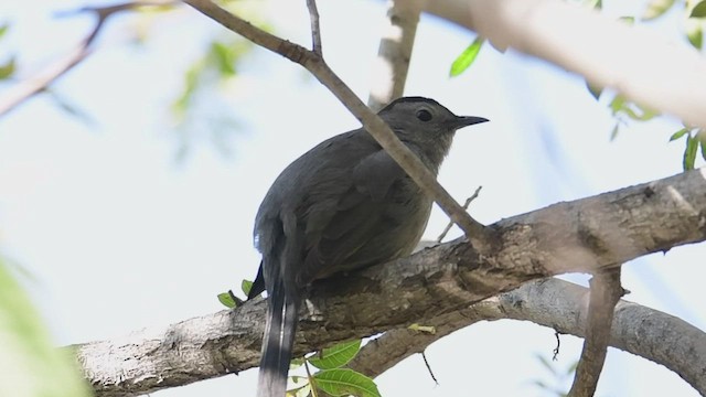 Gray Catbird - ML521461041