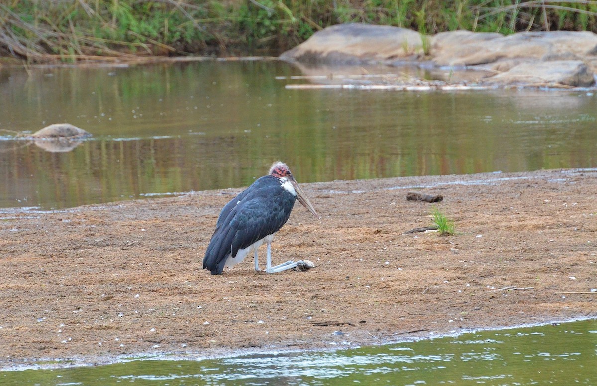 Marabou Stork - Terence Alexander