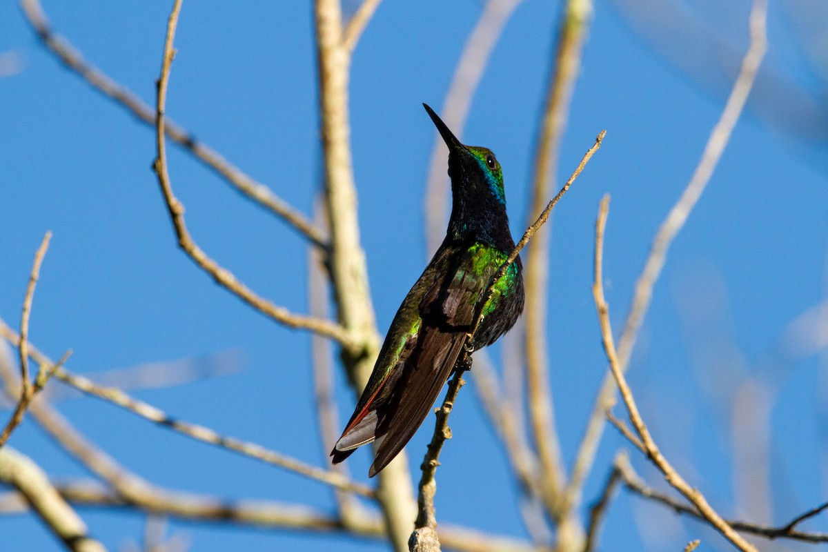 kolibřík tropický - ML521462811