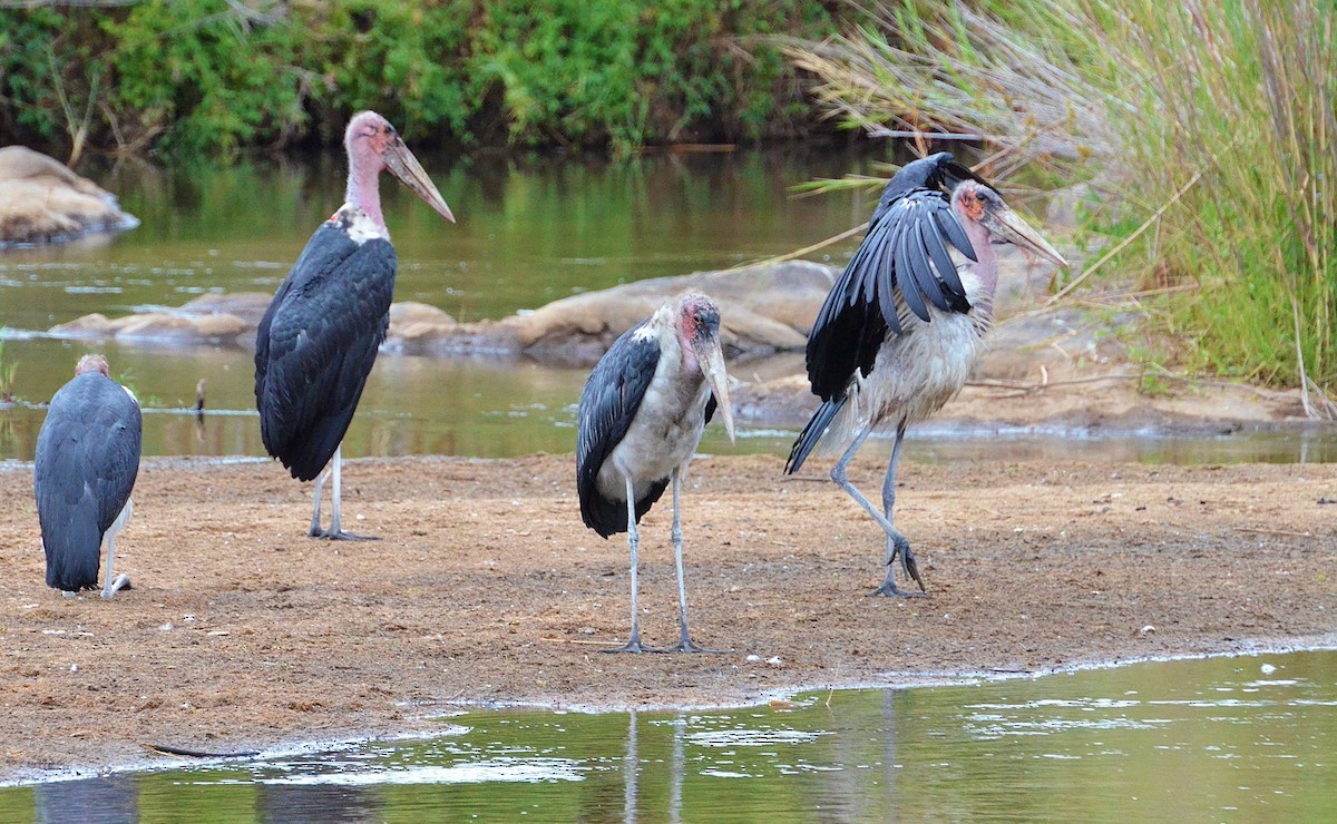 Marabou Stork - ML52146331