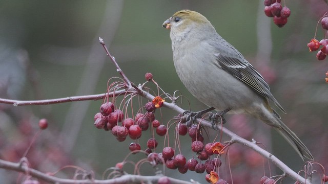 Pine Grosbeak (Taiga) - ML521464671