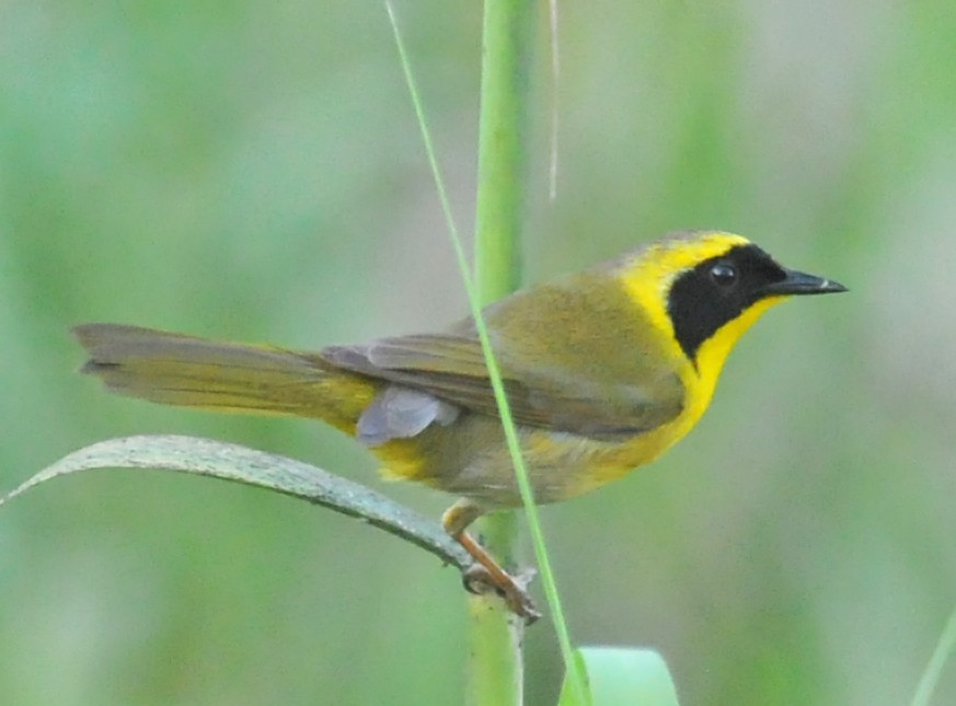 Belding's Yellowthroat - ML52146601