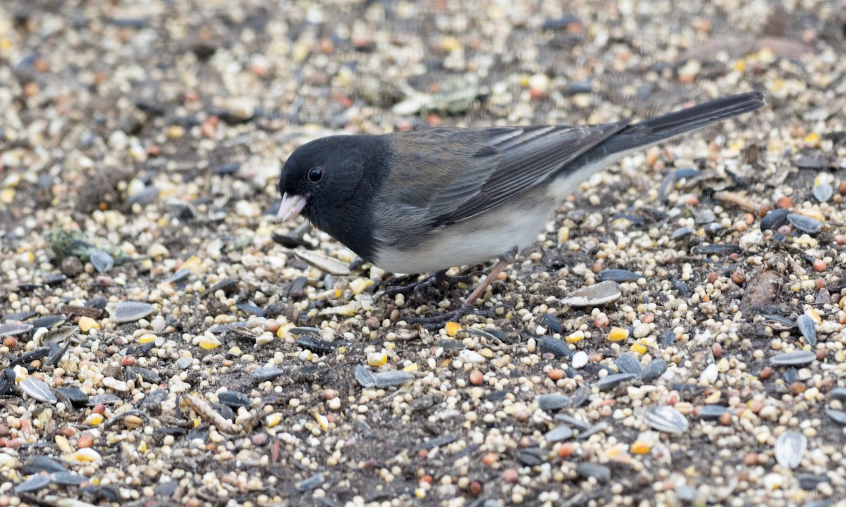 Dark-eyed Junco (cismontanus) - Brad Heath