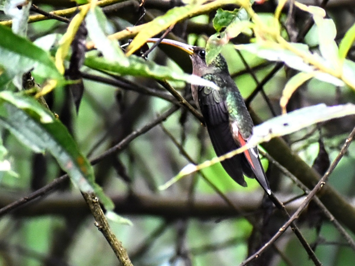 Rufous-breasted Hermit - ML521466311