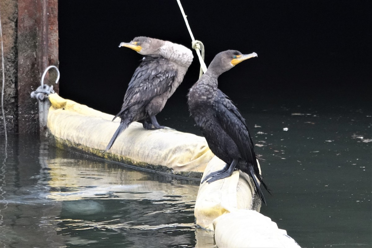 Double-crested Cormorant - ML521467721