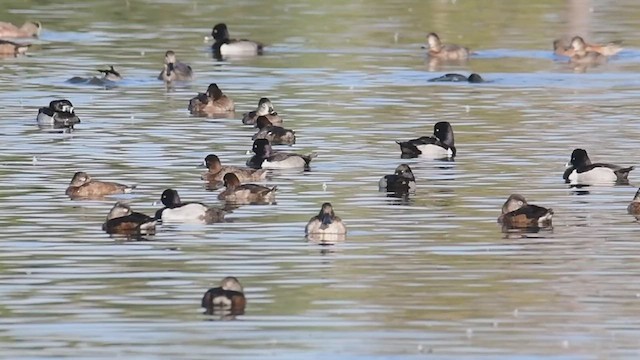 Ring-necked Duck - ML521469431