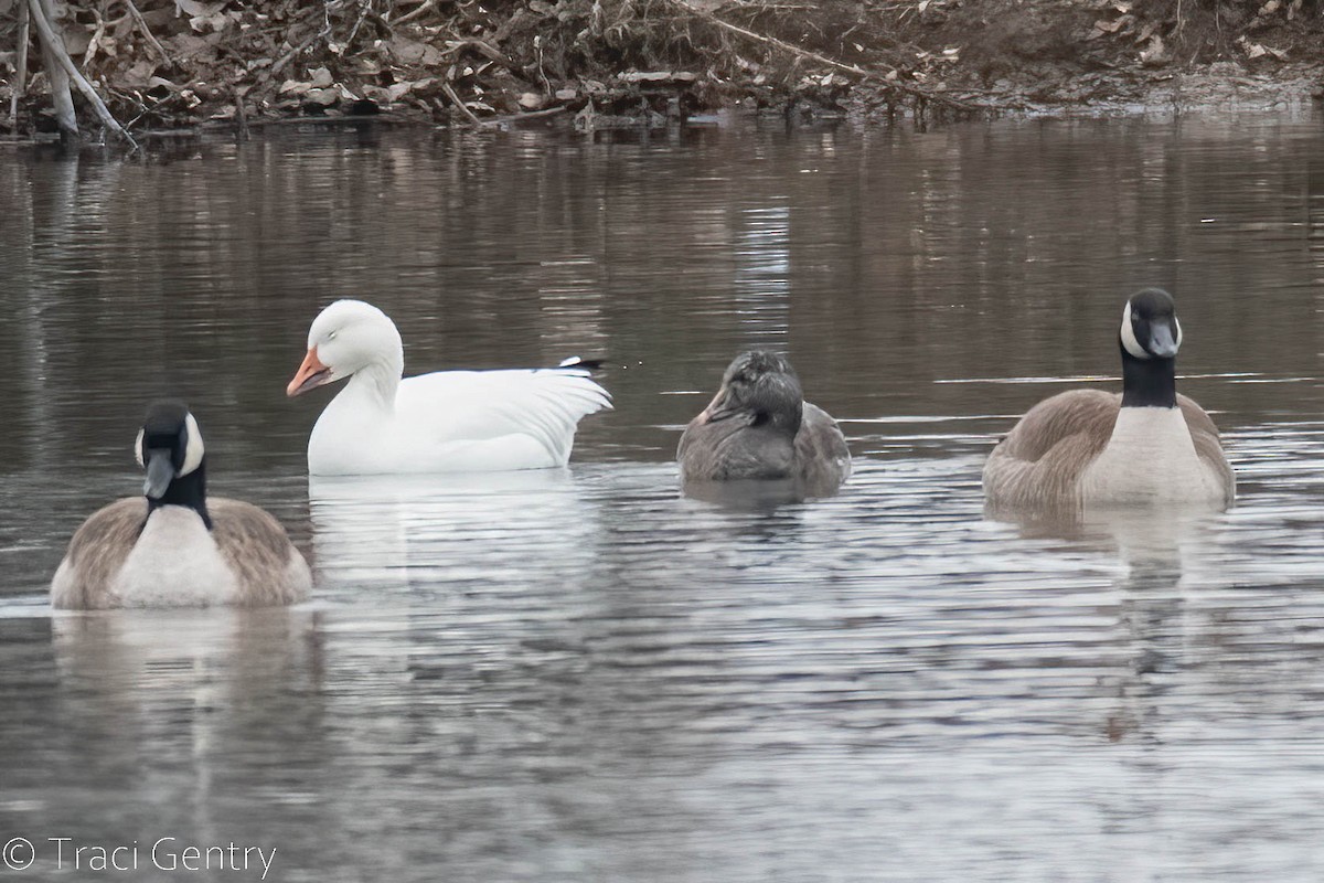 Snow Goose - ML521470341