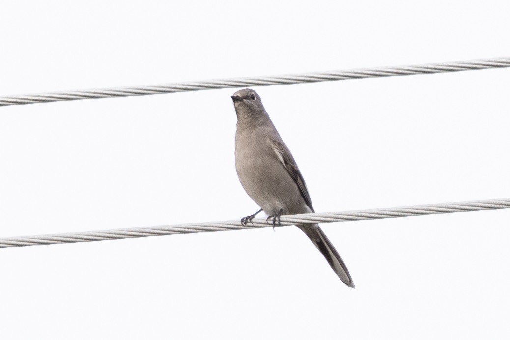 Townsend's Solitaire - ML521470441