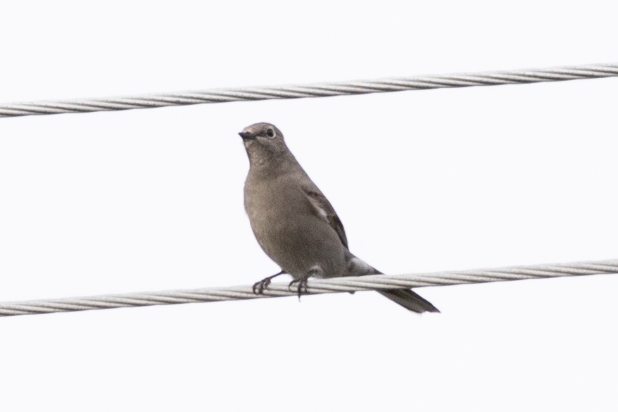 Townsend's Solitaire - ML521470451