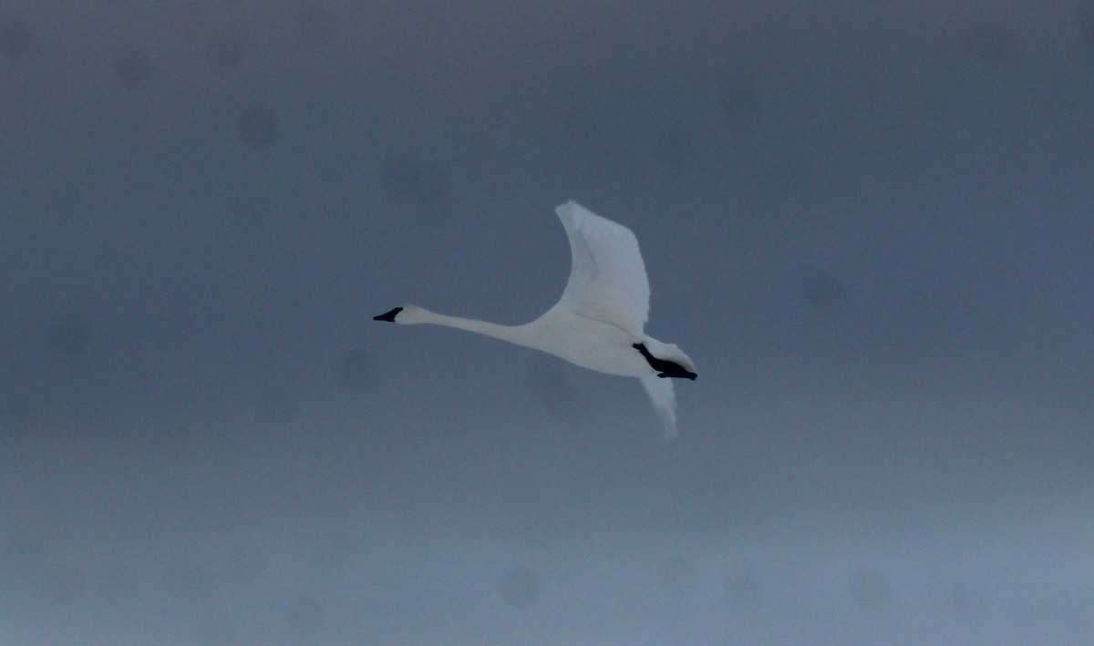 Trumpeter Swan - ML521474651