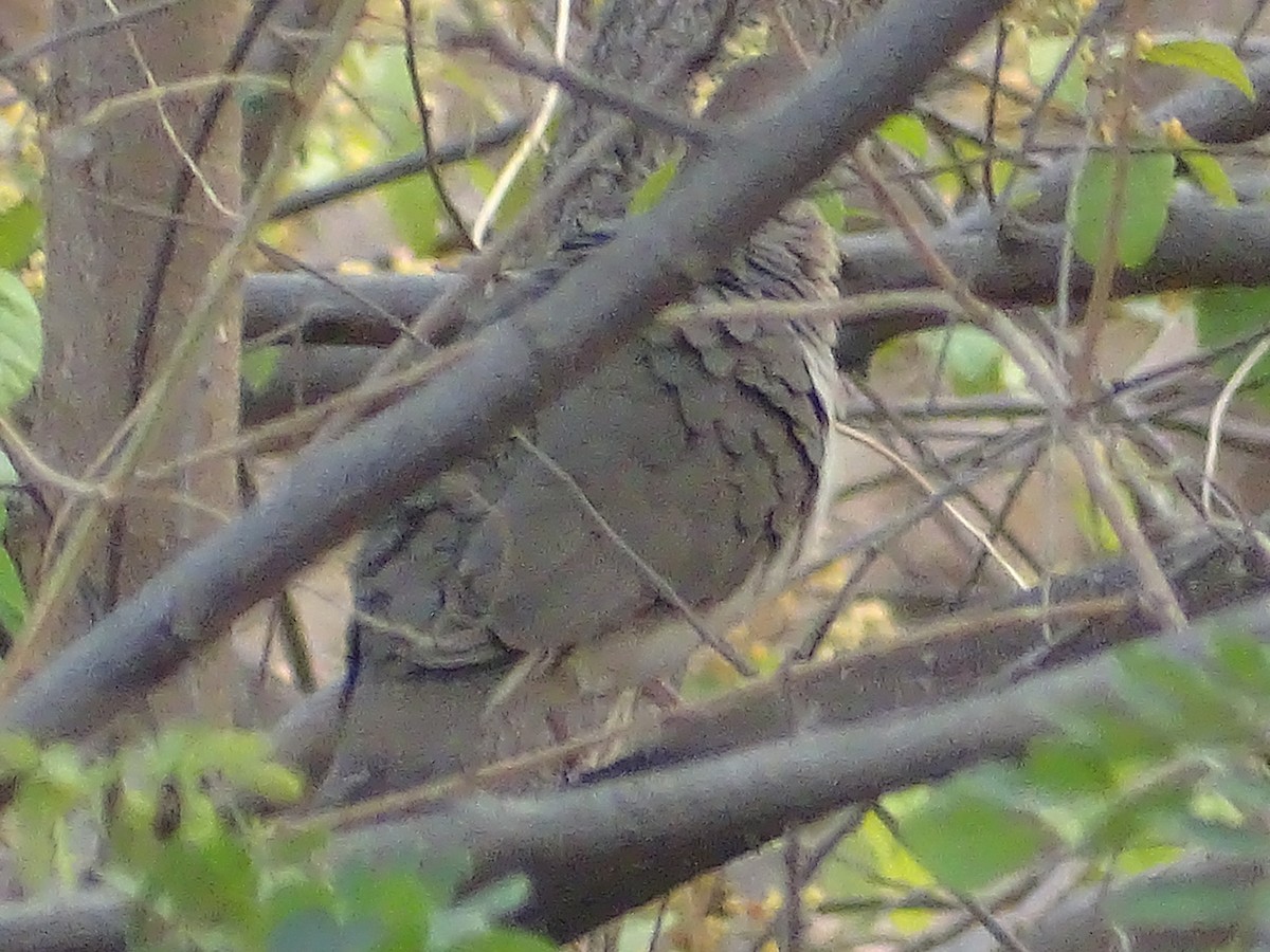 White-tipped Dove - karina gonzalez cornejo