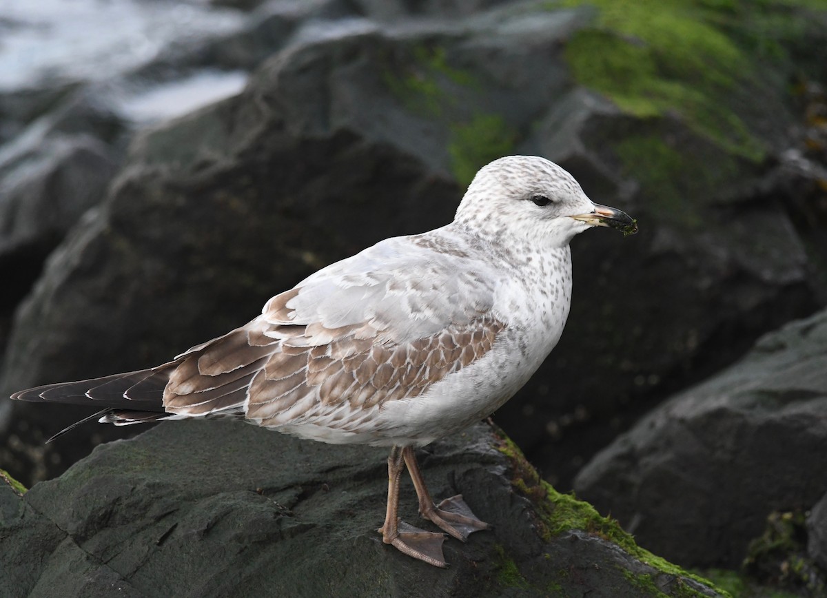 Ring-billed Gull - ML521475711