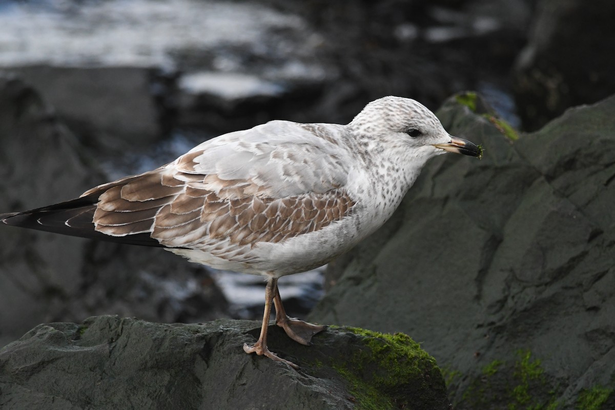 Ring-billed Gull - ML521475721