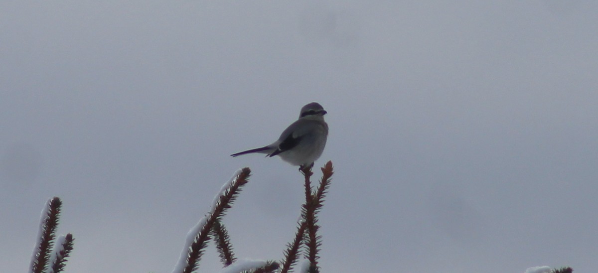 Northern Shrike - BJ dooley