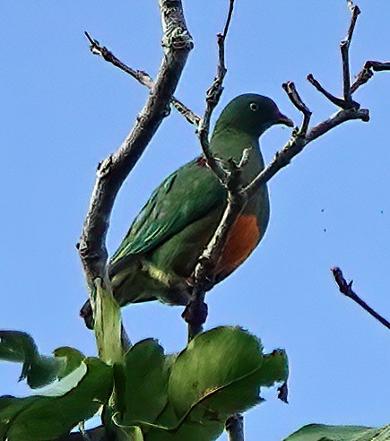 Orange-bellied Fruit-Dove - Noreen Rudd