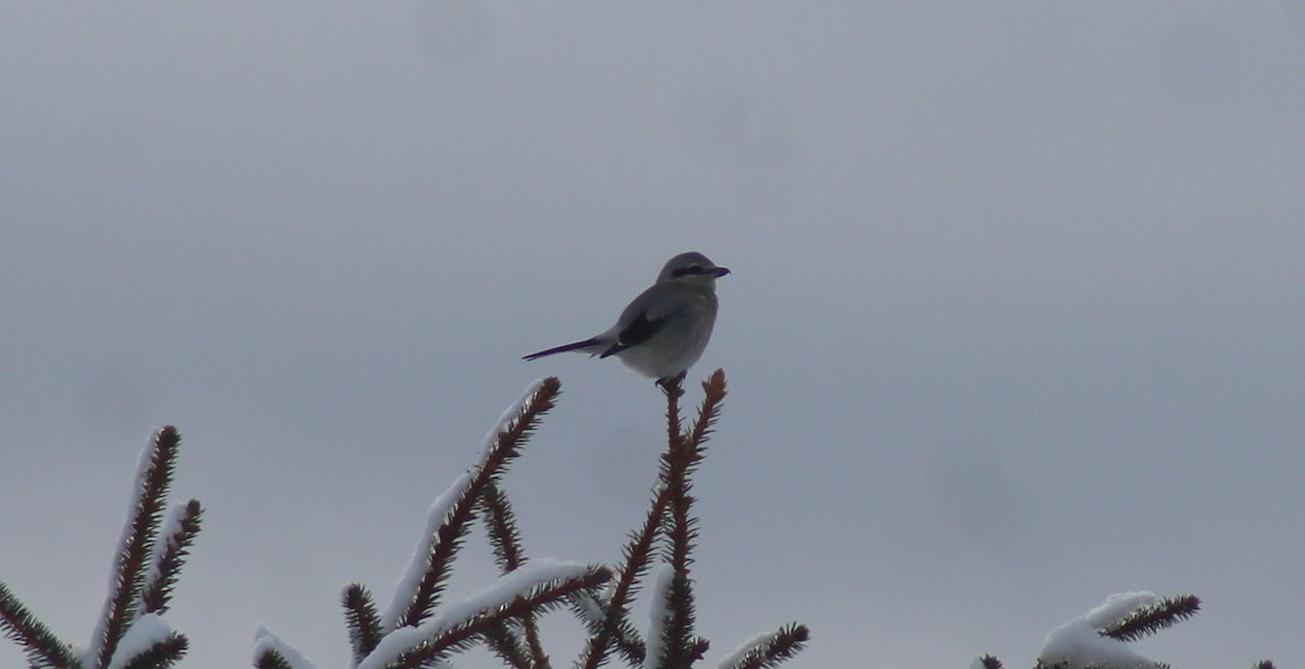 Northern Shrike - BJ dooley