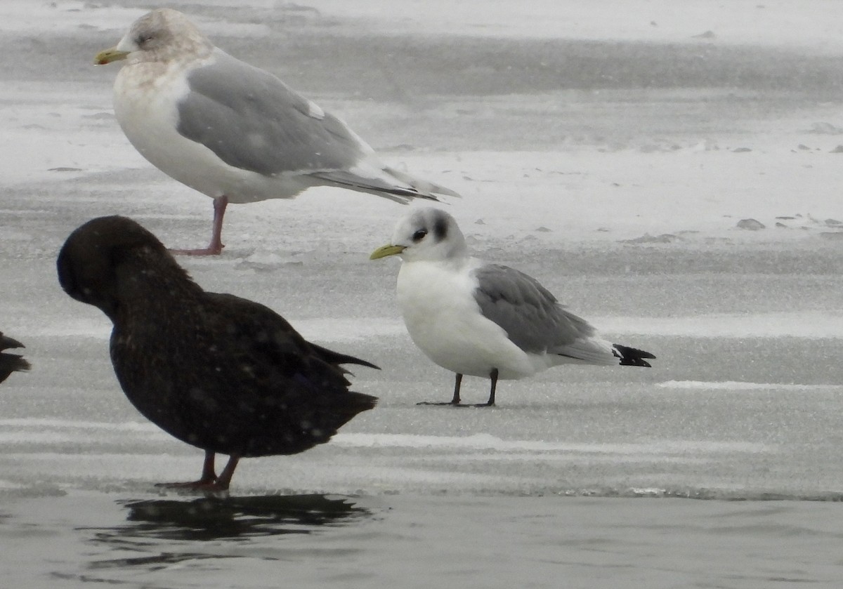 Black-legged Kittiwake - ML521476811