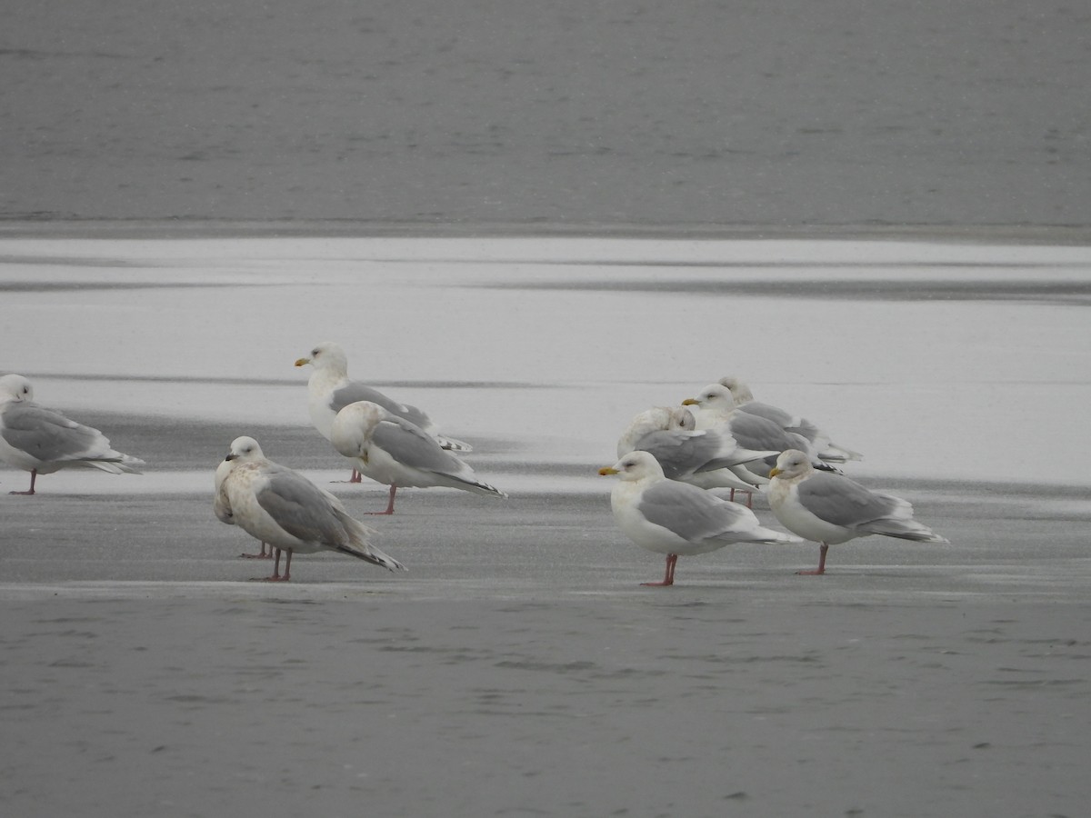 Iceland Gull - ML521477561