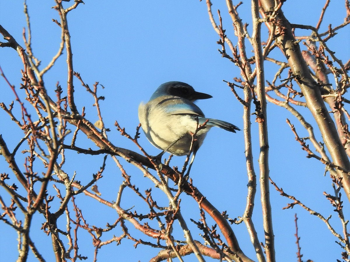 California Scrub-Jay - Erik Bergman