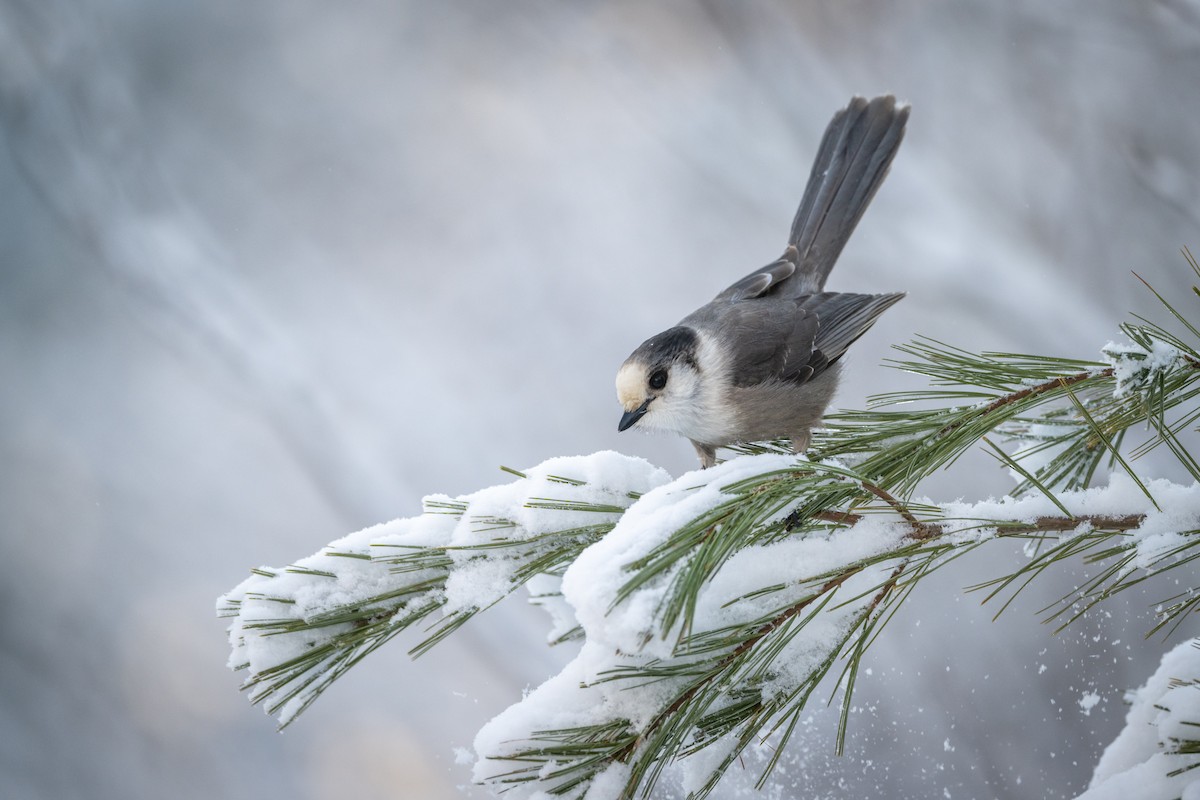 Canada Jay - ML521478491