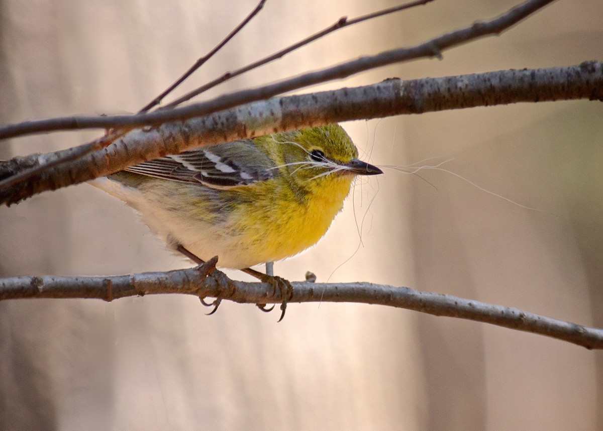 Pine Warbler - Niki Robertson