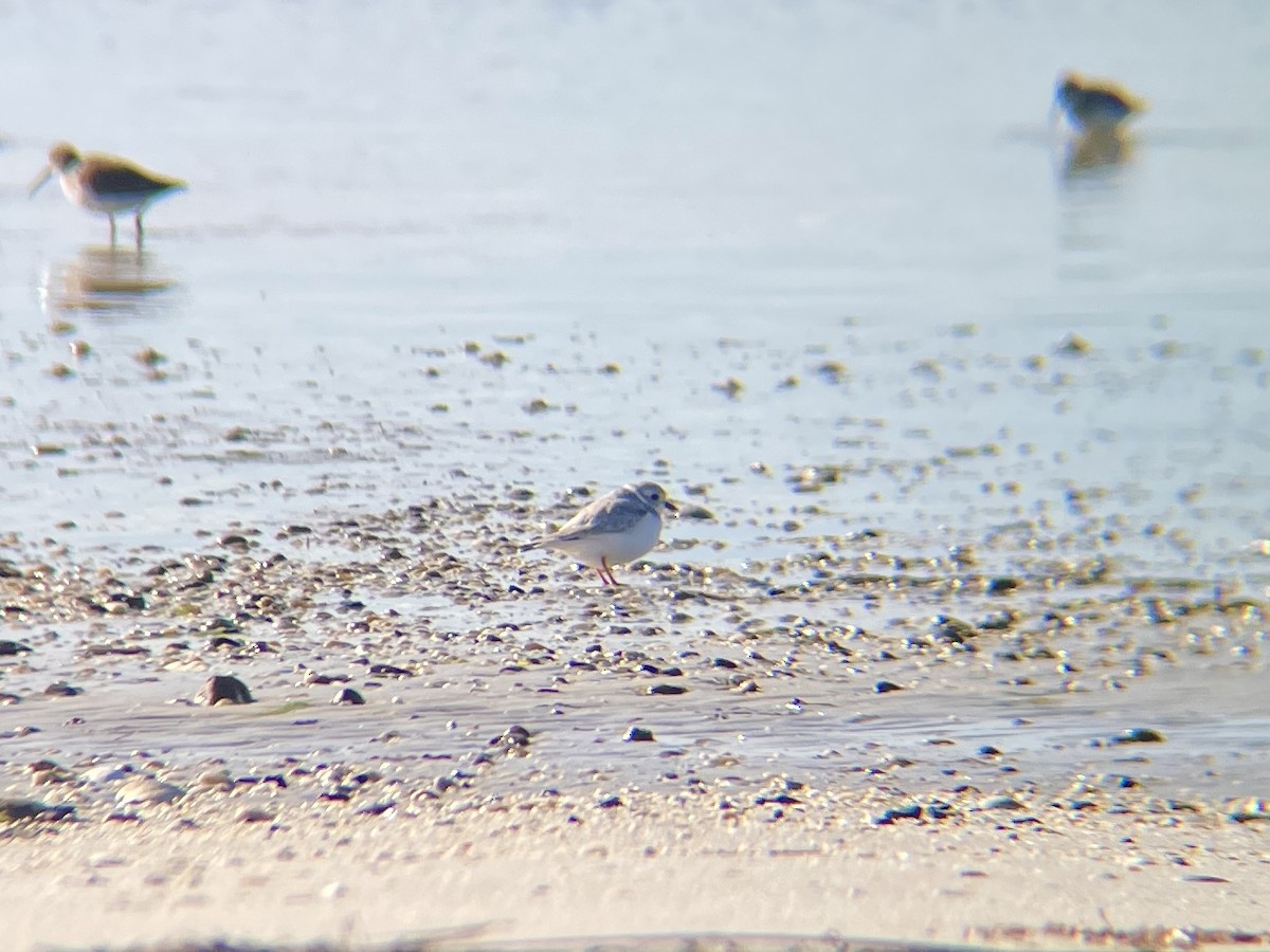 Piping Plover - ML521478761