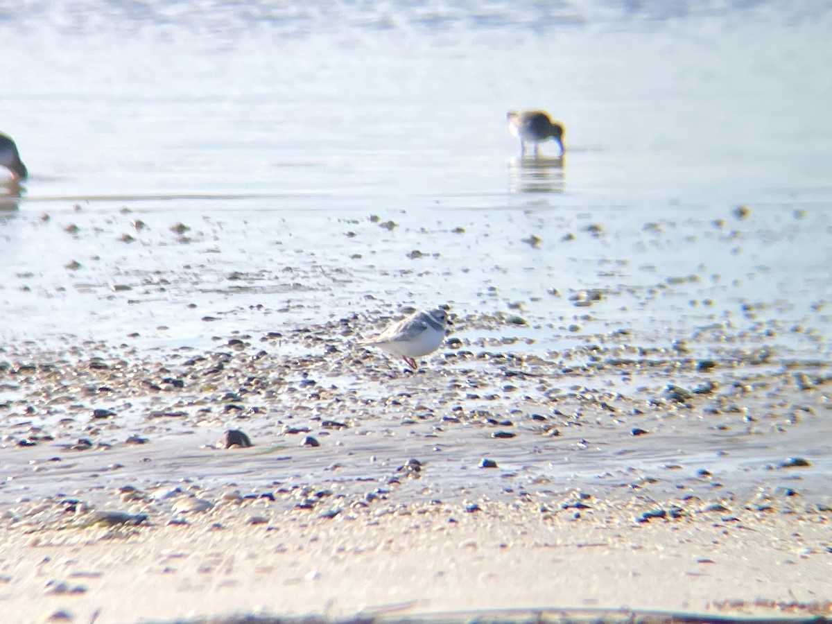 Piping Plover - ML521478771