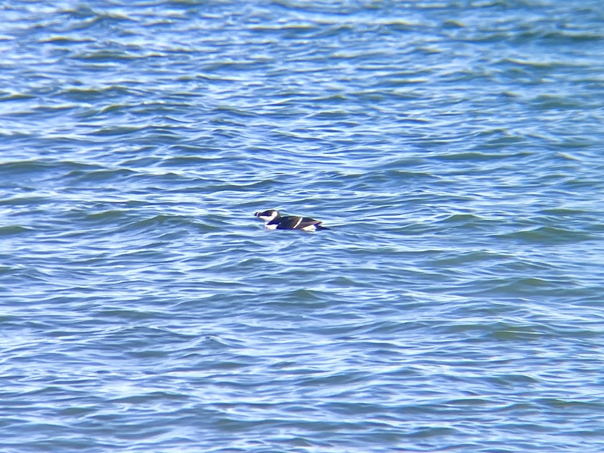 Razorbill - ML521479411