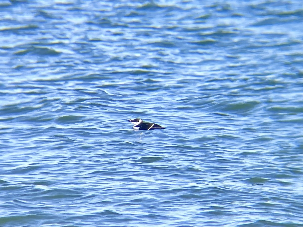 Razorbill - ML521479421