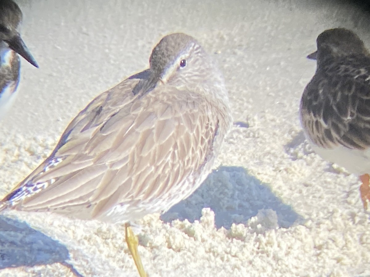 Short-billed Dowitcher - ML521481241