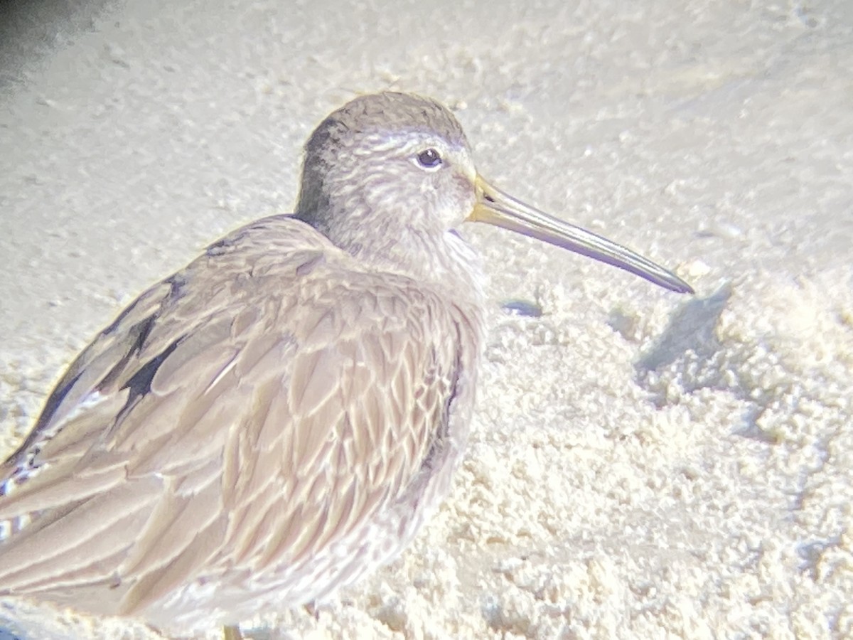 Short-billed Dowitcher - ML521481271