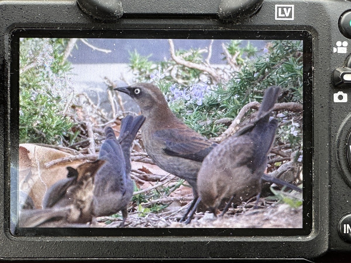 Rusty Blackbird - ML521482461