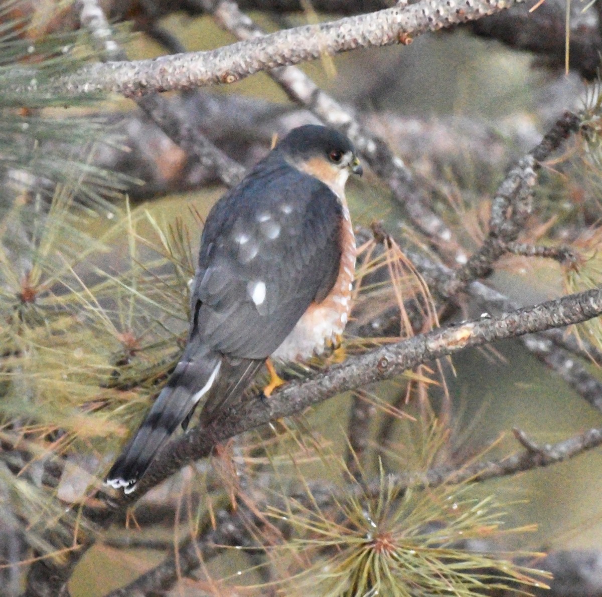 Sharp-shinned Hawk - Steven Mlodinow