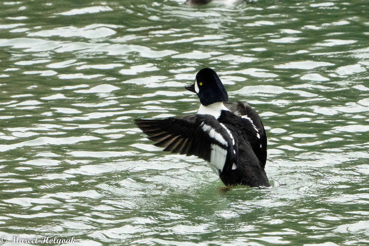 Barrow's Goldeneye - ML521484761