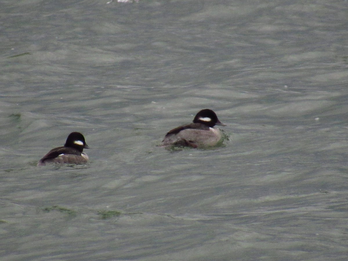 Bufflehead - ML521487001